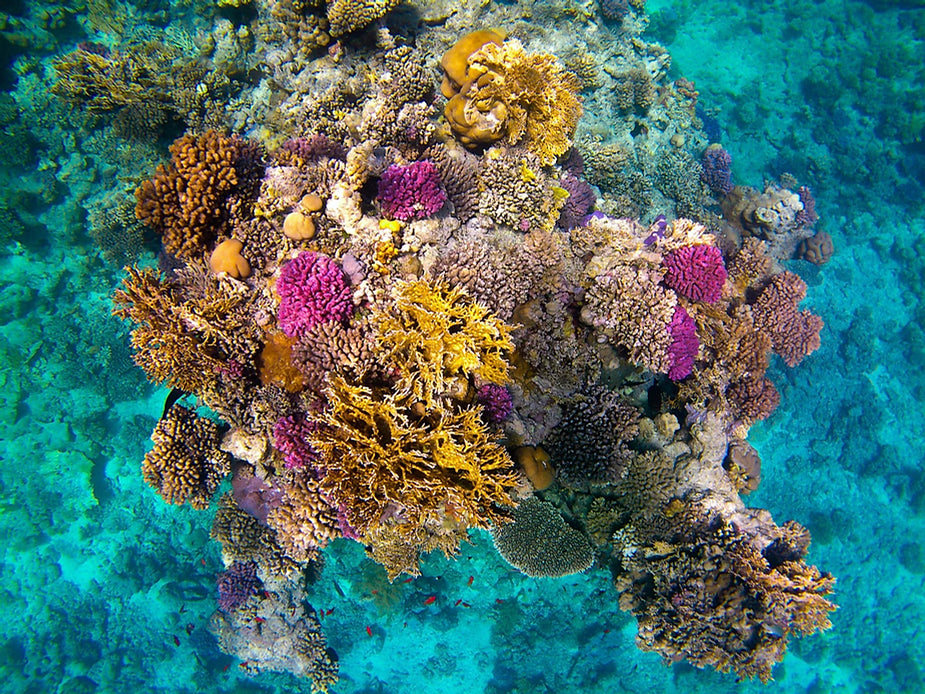 Corals of opportunity. Las latas agua siembran Corales. - Agua NEA