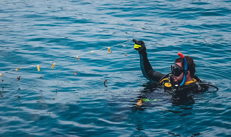 ¿Cómo elegimos donde sembrar corales? - Agua NEA - - Agua NEA