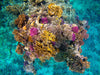 Corals of opportunity %agua en lata% % %agua nea%